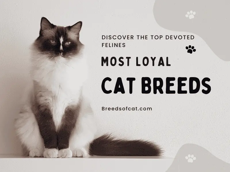 Most Loyal Cat Breeds