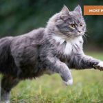 Most Playful Cat Breed