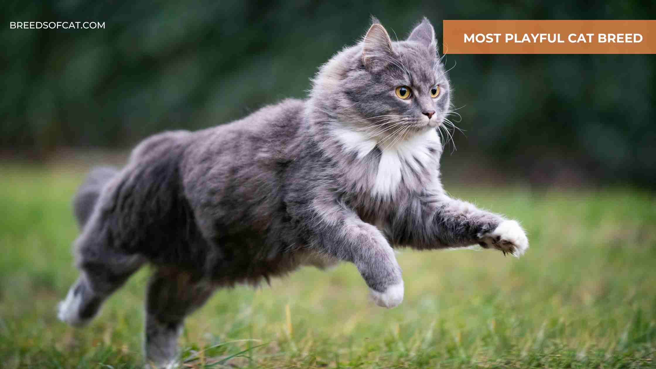 Most Playful Cat Breed