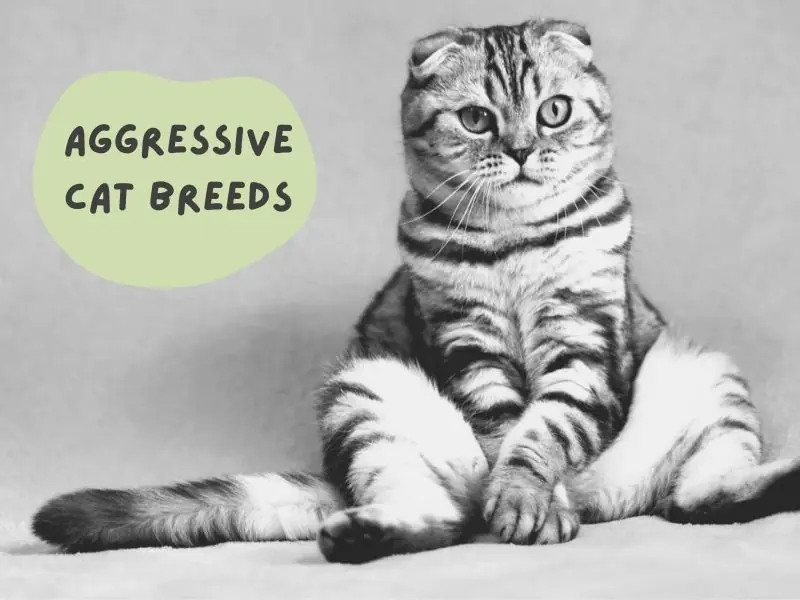 Aggressive Cat Breeds