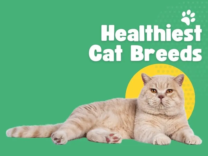 Healthiest Cat Breeds