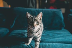 Best Cat Breeds for Women