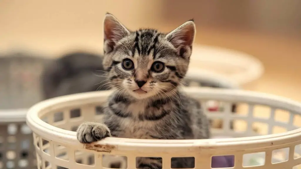 Adoption (Cheaper & Ethical)
