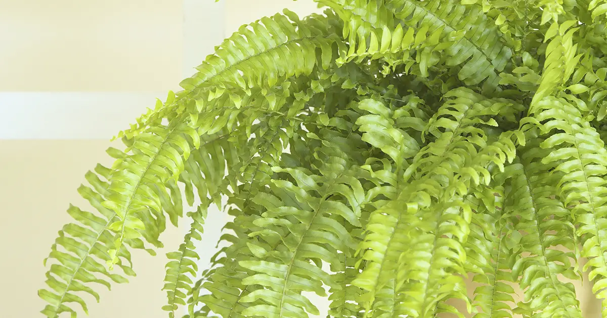 Are Boston Ferns Toxic to Cats