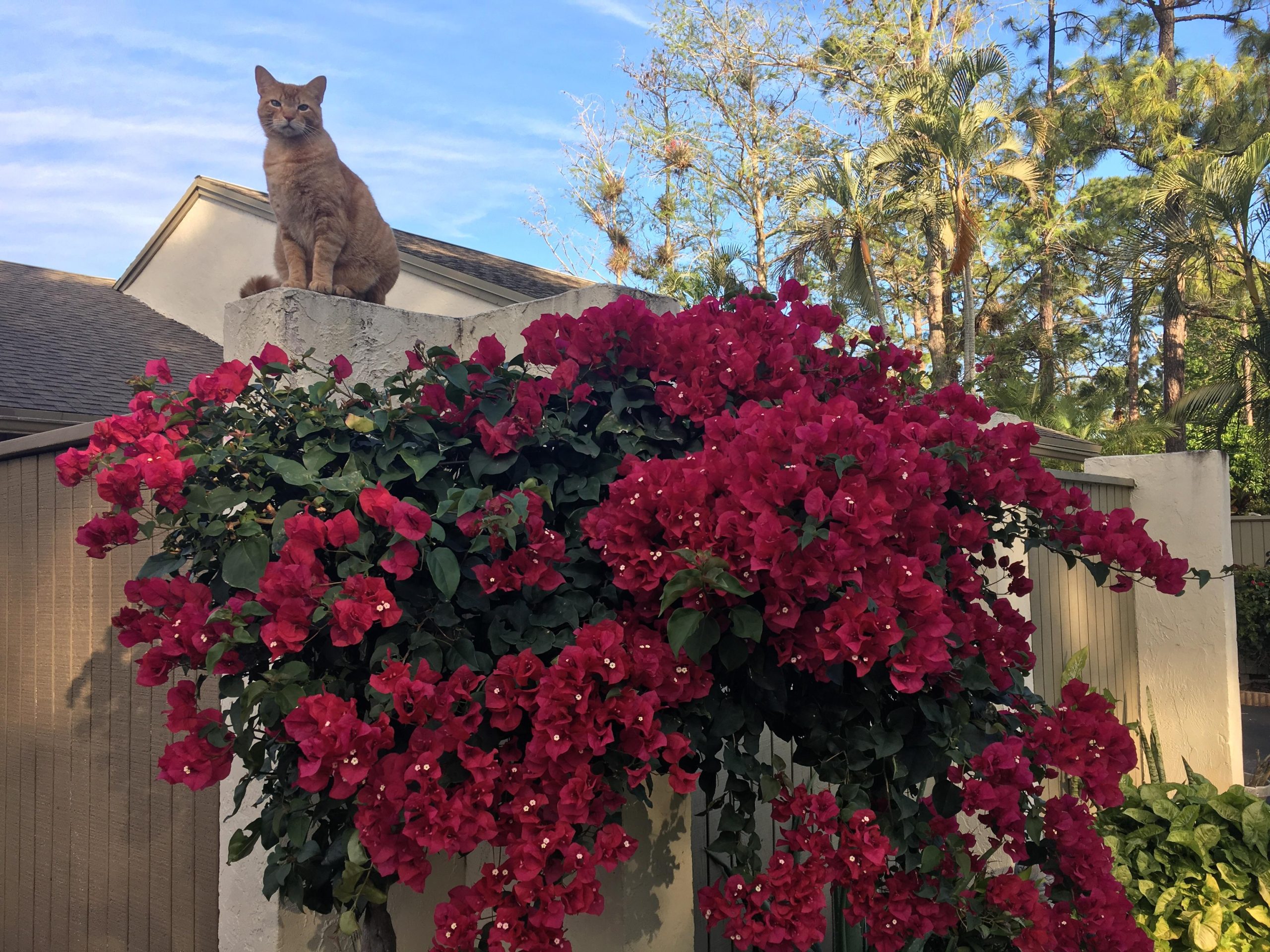 Are Bougainvillea Toxic to Cats