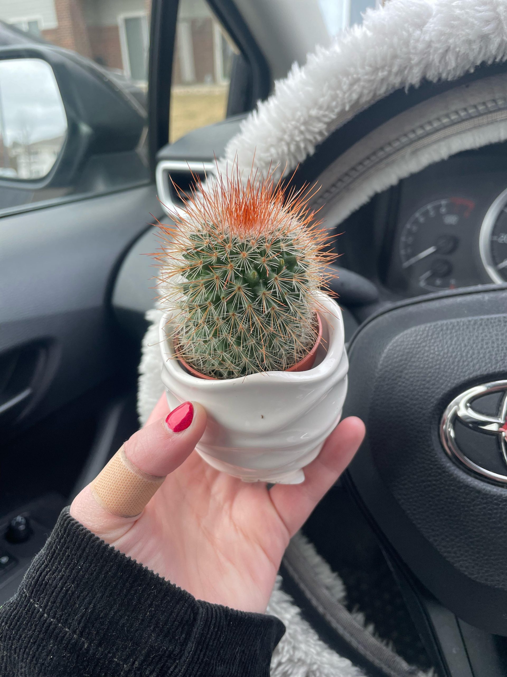 Are Cacti Toxic to Cats