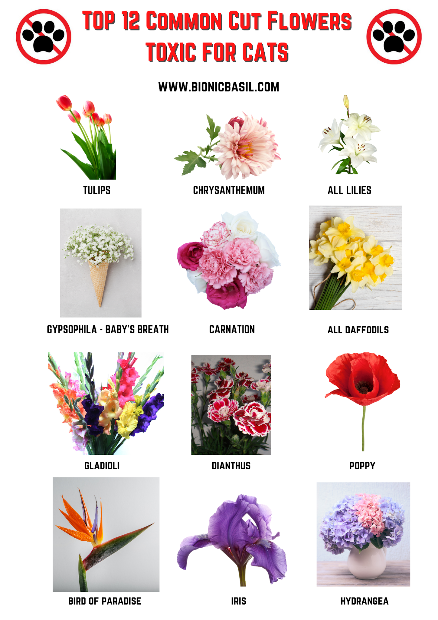 Are Dried Flowers Toxic to Cats