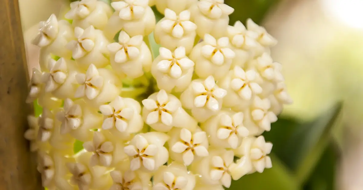 Are Hoya Plants Toxic to Cats