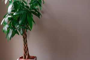 Are Money Tree Plants Toxic to Cats