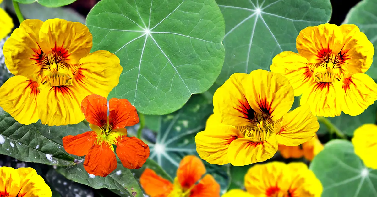 Are Nasturtiums Toxic to Cats