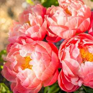 Are Peony Tulips Toxic to Cats