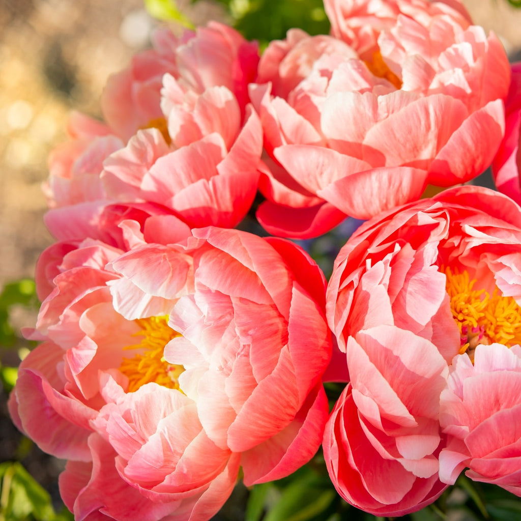 Are Peony Tulips Toxic to Cats