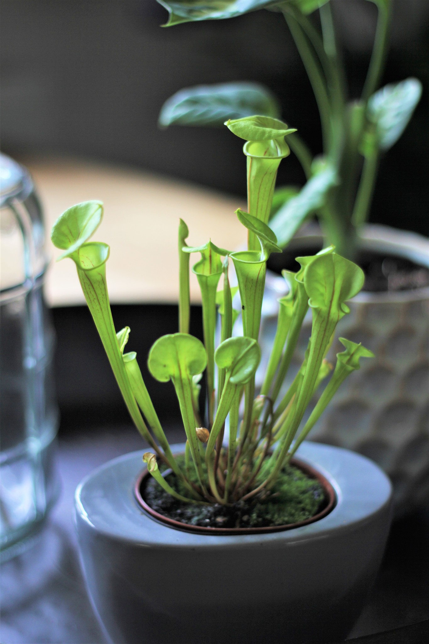 Are Pitcher Plants Toxic to Cats