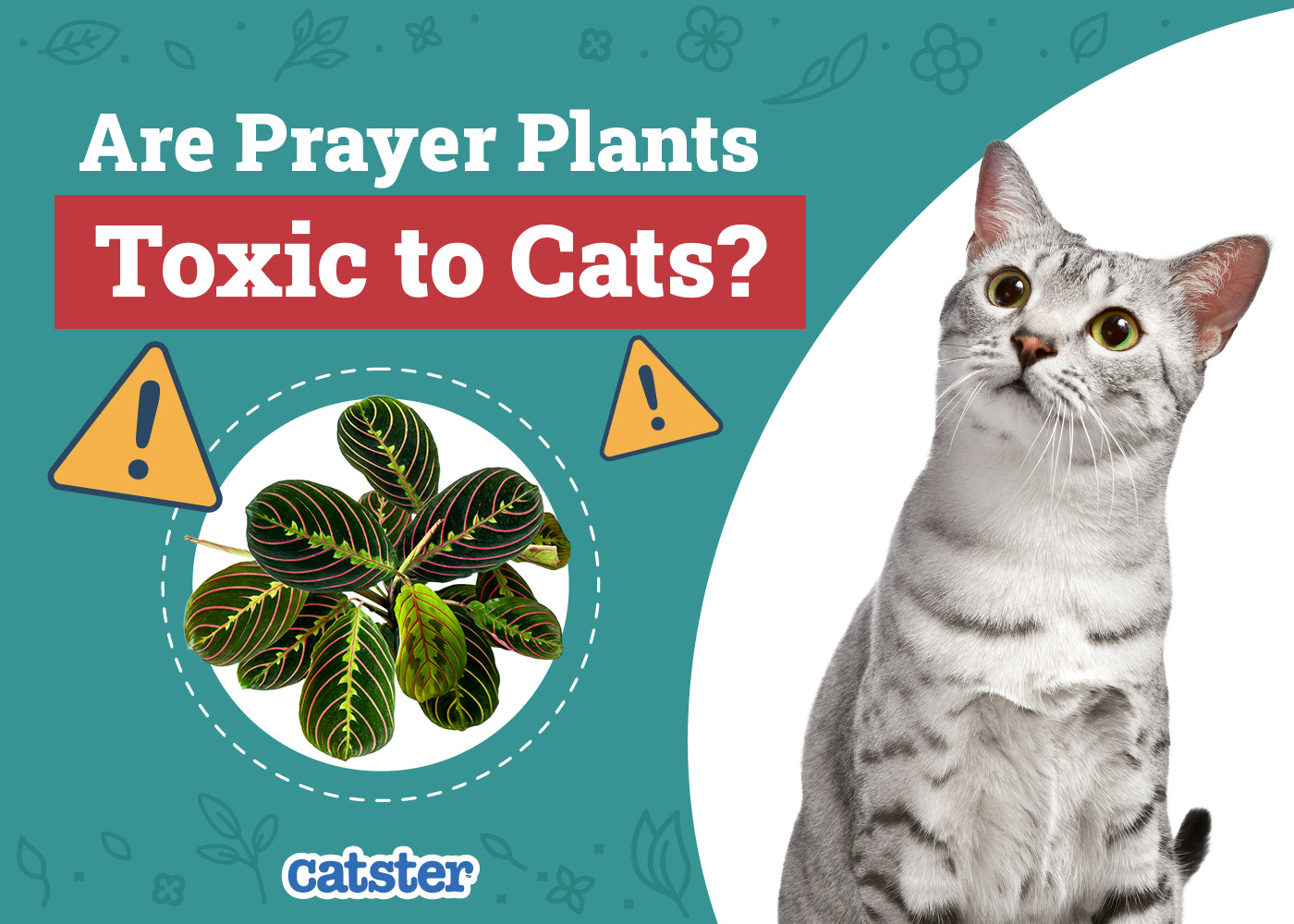 Are Prayer Plants Toxic to Cats
