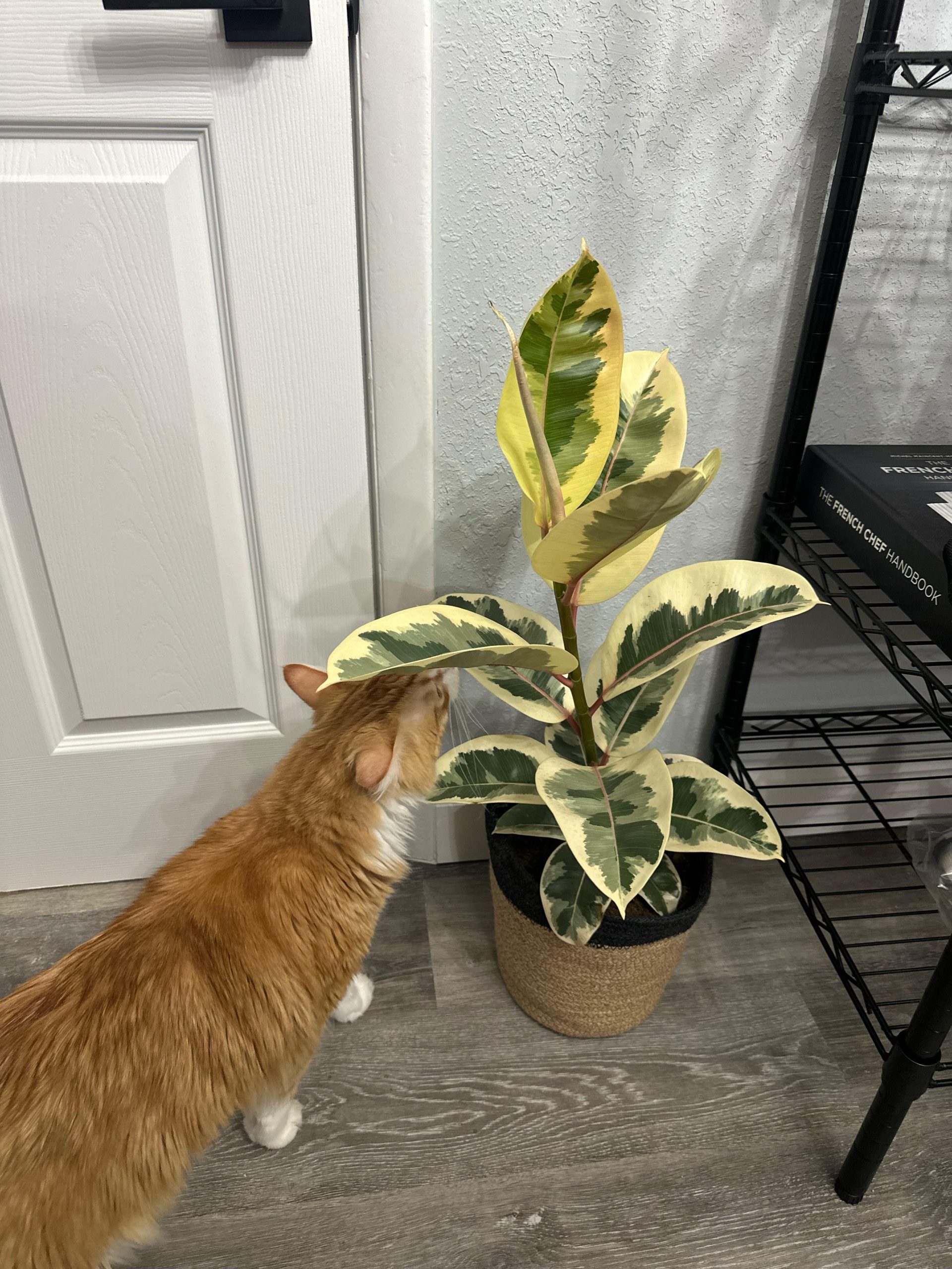 Are Rubber Plants Toxic to Cats