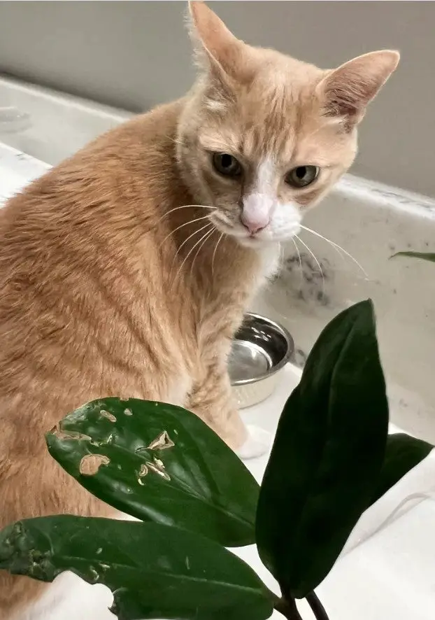 Are Zee Zee Plant Toxic to Cats
