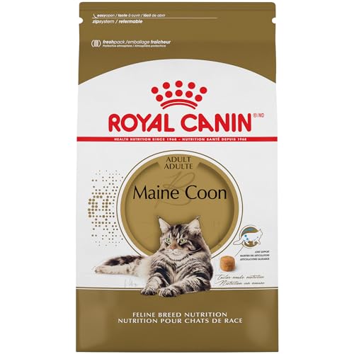 Best Food for Maine Coon Cat