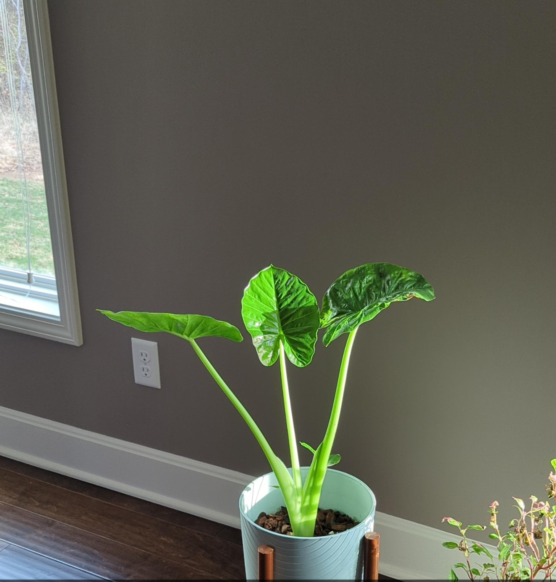 Is Alocasia Toxic to Cats