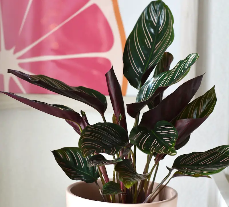 Is Calathea Toxic to Cats