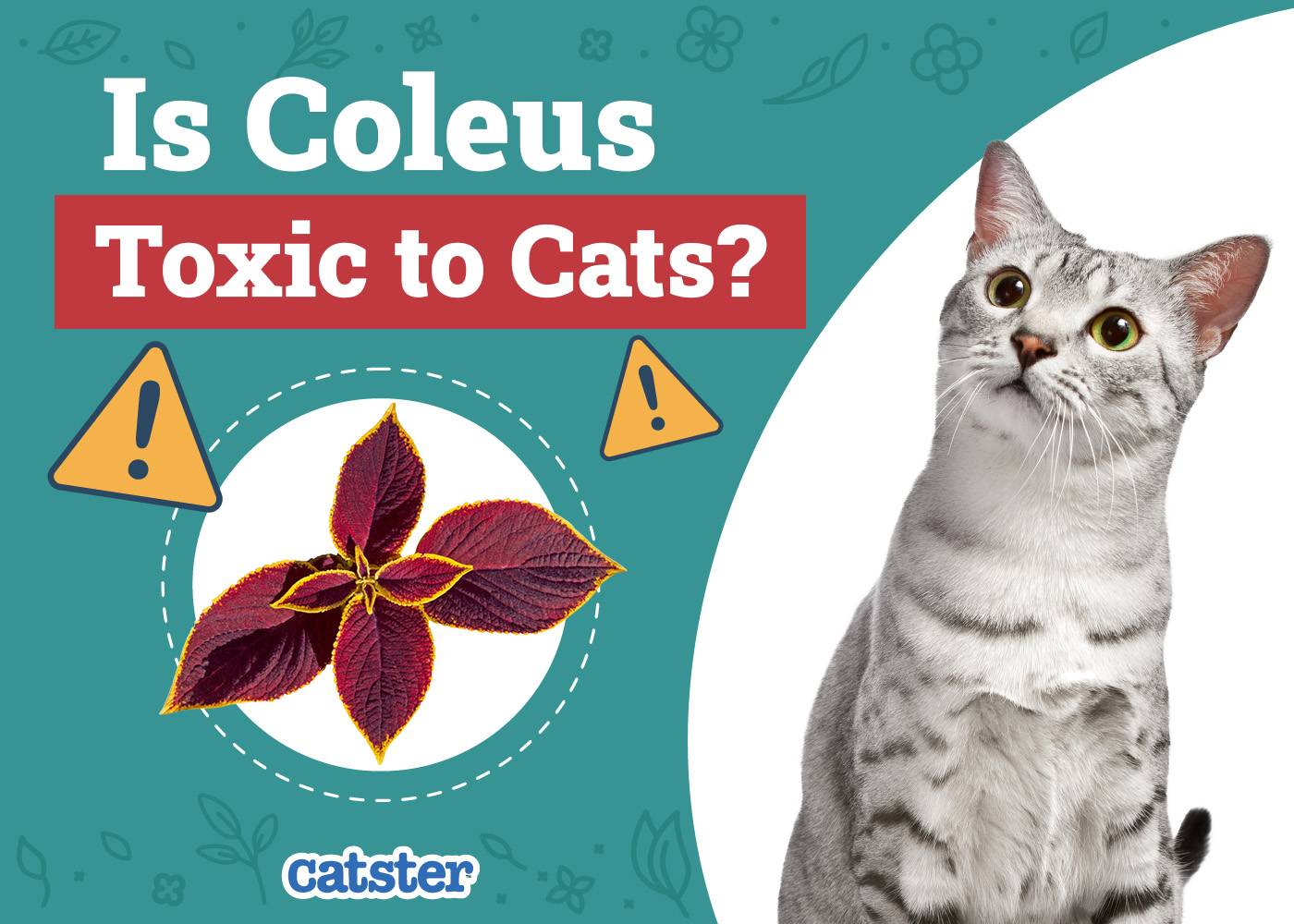 Is Coleus Toxic to Cats