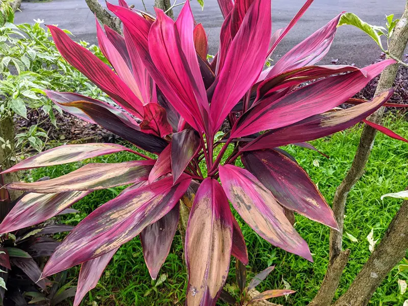 Is Cordyline Toxic to Cats