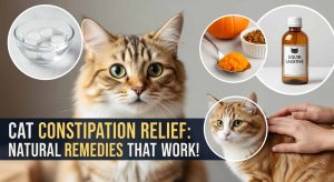 Home Remedy for a Constipated Cat