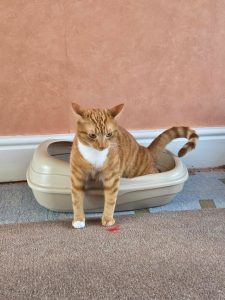 Cat Poops in Litter Box But Pees on Floor