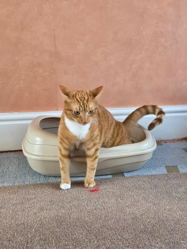 Cat Poops in Litter Box But Pees on Floor