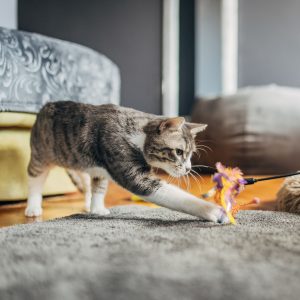Cats And Female Mental Health Benefits