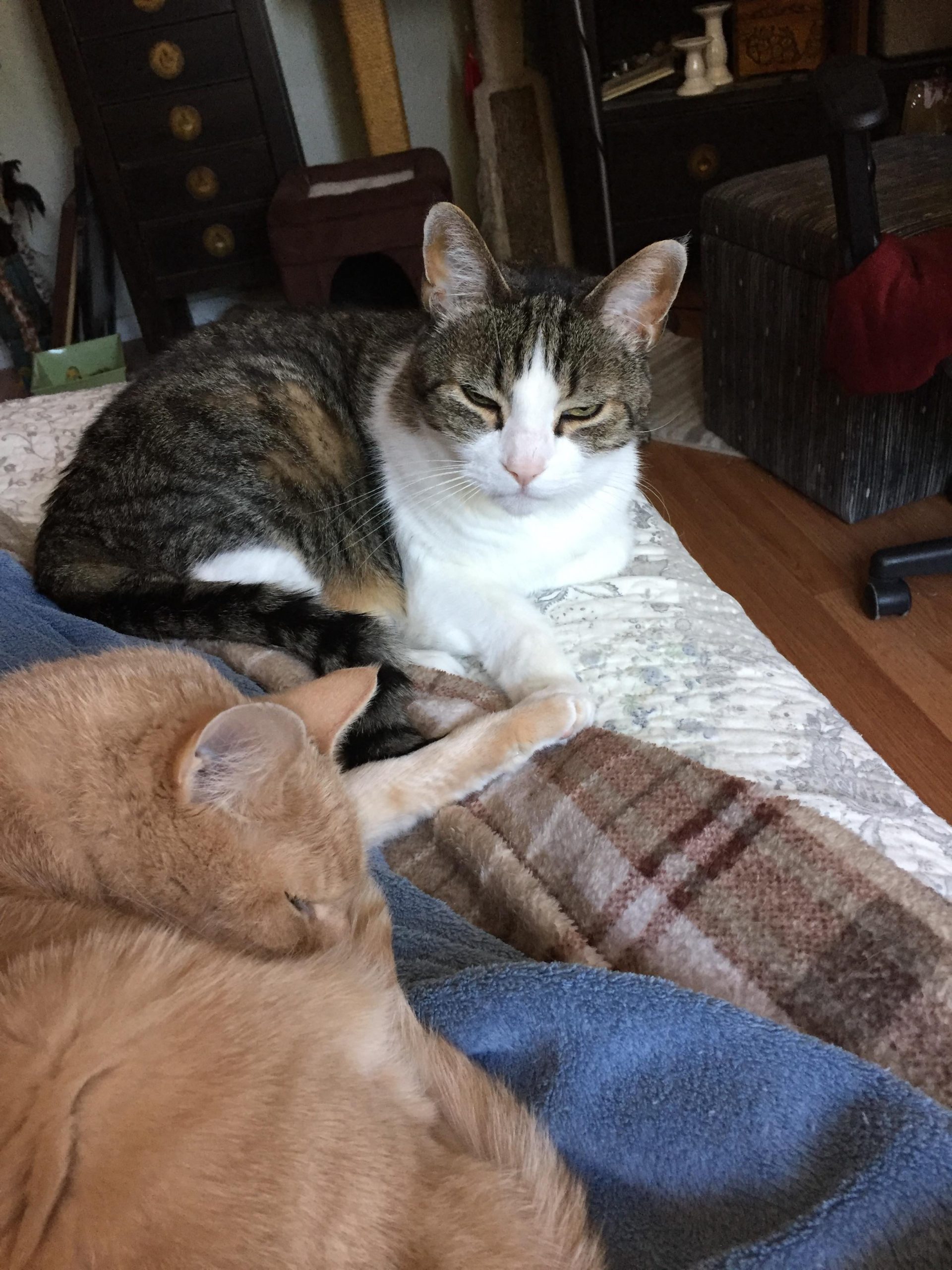 Does My Cat Need a Friend