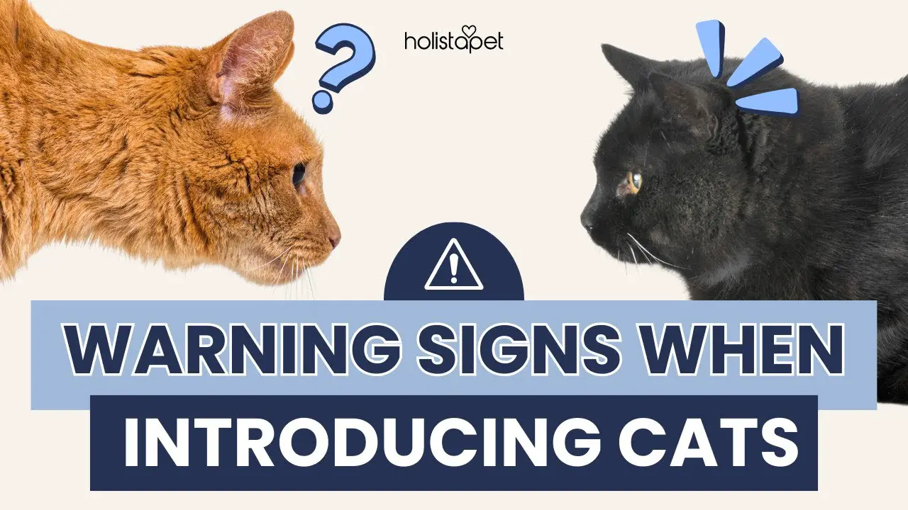 Signs Your Cat Wants Another Cat