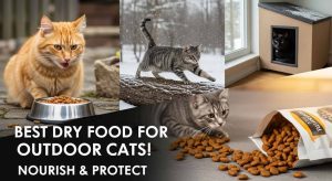 Best Dry Food for Outdoor Cats
