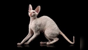 Cornish Rex Breed
