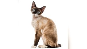 Devon Rex Cat Breed