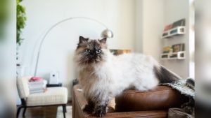 Himalayan Cat Breed