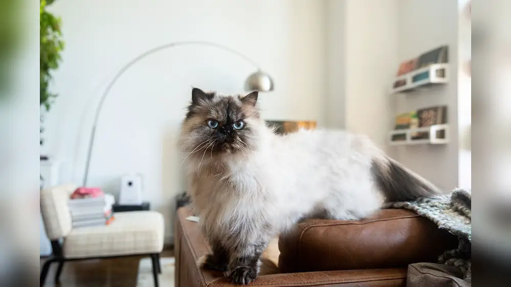 Himalayan Cat Breed