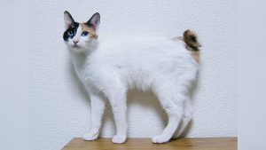 Japanese Bobtail Cat Breed