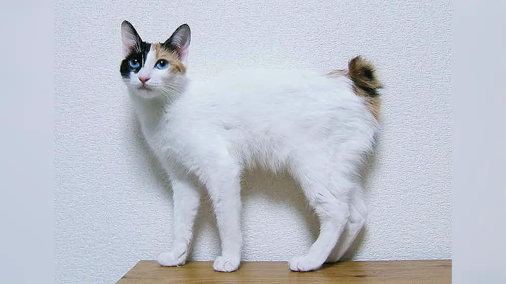 Japanese Bobtail Cat Breed