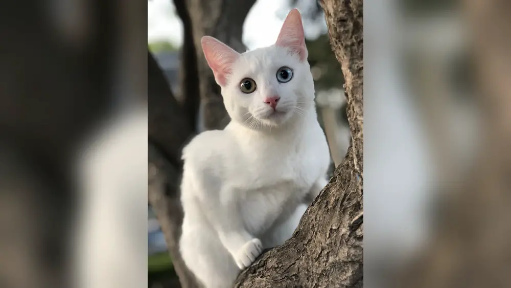 Khao Manee Cat Breed