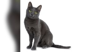 Korat Cat Breed