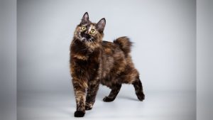 Kurilian Bobtail Cat Breed