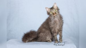 Laperm Cat Breed