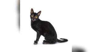 Lykoi Cat Breed