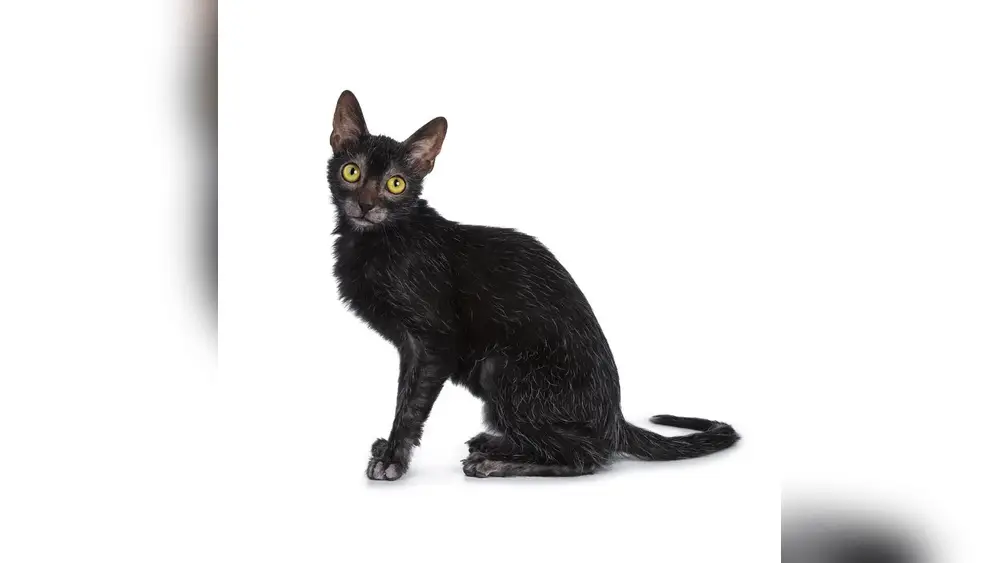Lykoi Cat Breed