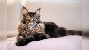 Maine Coons Cat Breed