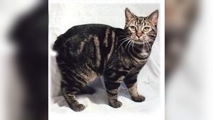Manx Cat Breed