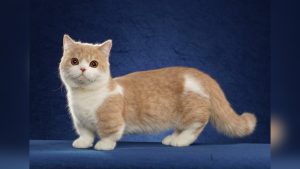 Minuet Cat Breed
