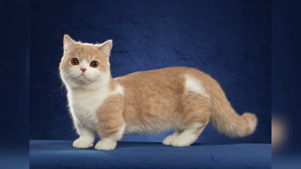Minuet Cat Breed