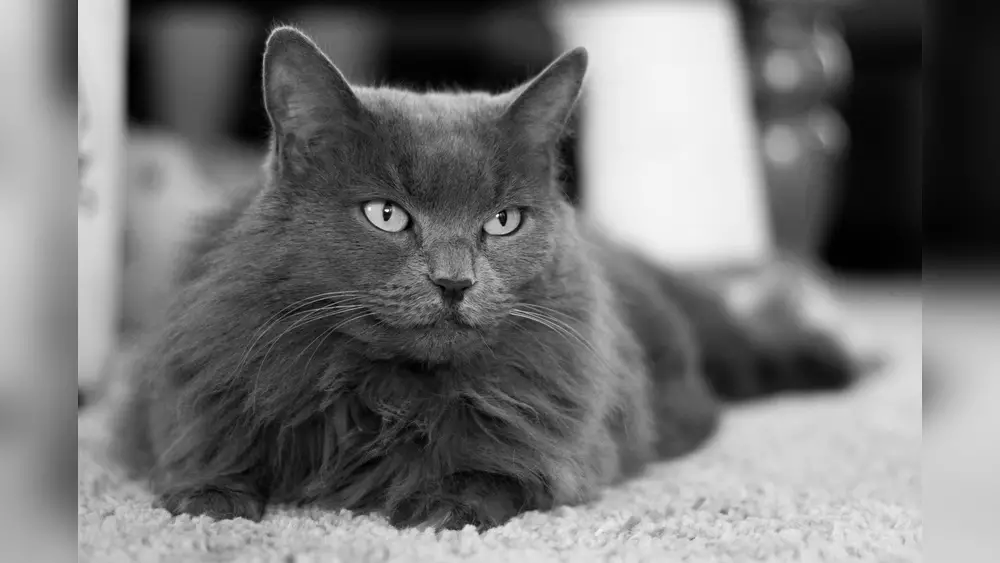 Nebelung Cat Breed