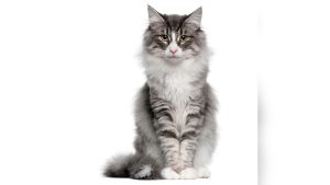 Norwegian Forest Cat Breed